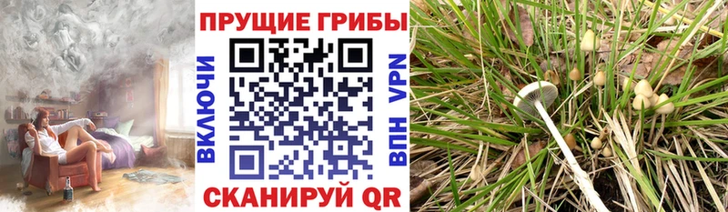 Псилоцибиновые грибы Psilocybine cubensis  Новоузенск 